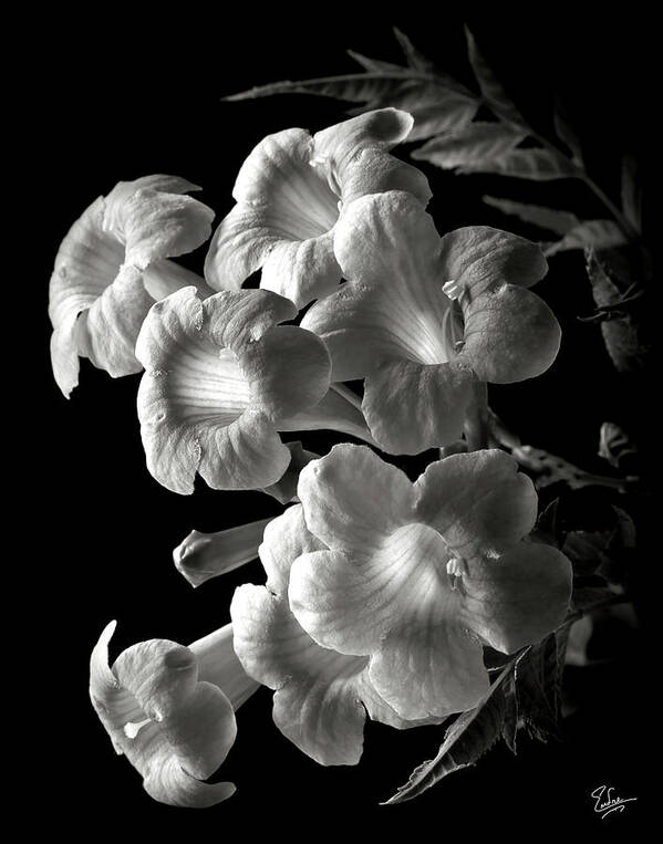 Flower Poster featuring the photograph Orange Jubilee in Black and White by Endre Balogh