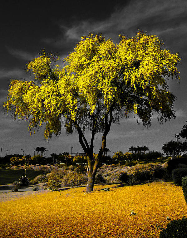 Paloverfe Poster featuring the photograph Palo Verde by Jim Painter