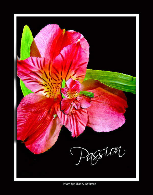 Red Flower Poster featuring the photograph Passion by Allan Rothman