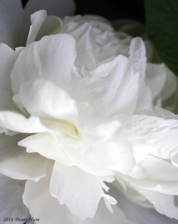 Peony Poster featuring the photograph Passionate About Peonies by Penny Hunt