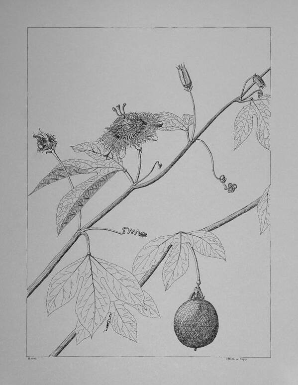 Passionflower Poster featuring the drawing Passionflower Vine by Daniel Reed
