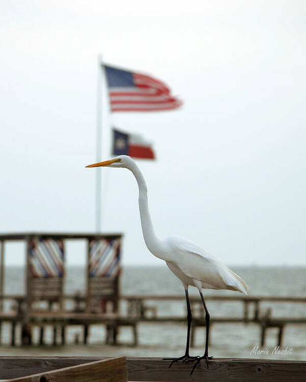 Bird Poster featuring the photograph Patriotic by Maria Nesbit