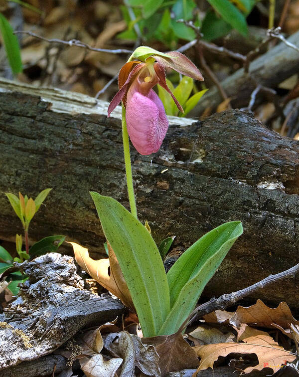Pink Lady Slipper Fact Sheet - Signs of the Seasons: A New England  Phenology Program - University of Maine Cooperative Extension