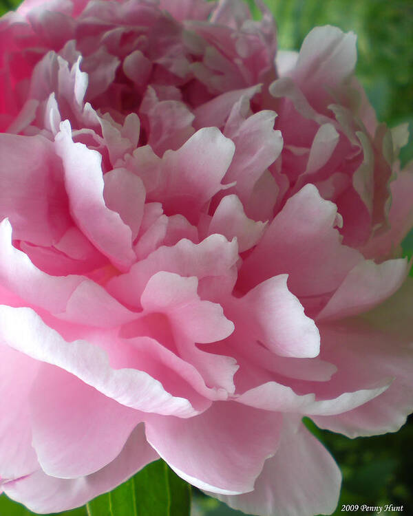 Peony Poster featuring the photograph Pink Peony by Penny Hunt