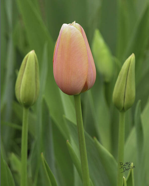 Buds Poster featuring the photograph Pink Tulip with Buds by Betty Denise