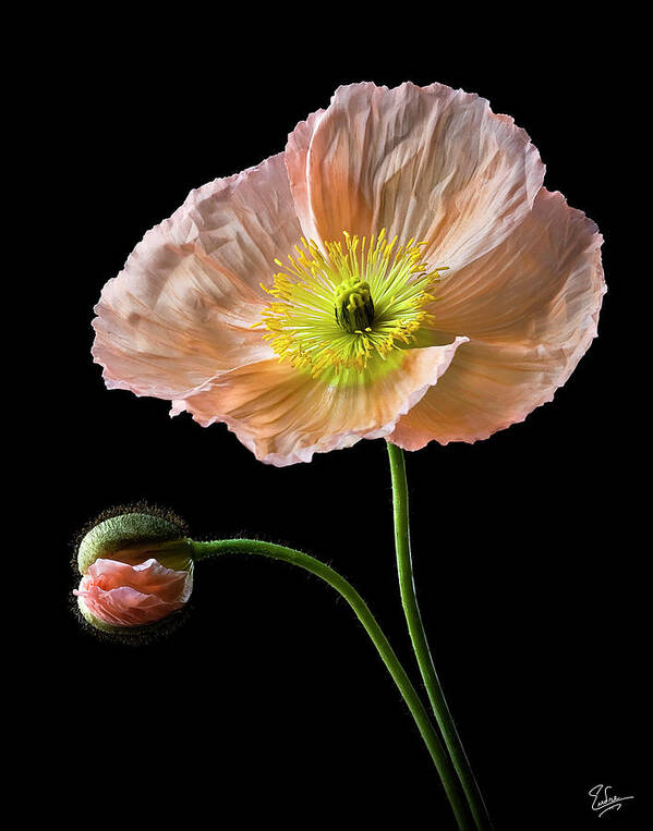 Flower Poster featuring the photograph Poppy by Endre Balogh