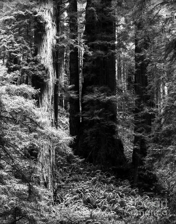 Redwood Trees Poster featuring the photograph Prairie Creek Redwoods State Park 4 by Terry Elniski