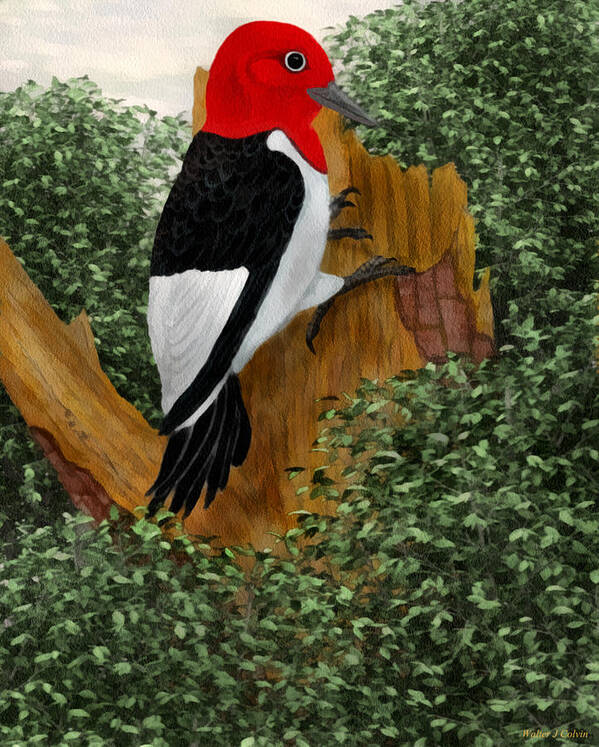 Redheaded Woodpecker Poster featuring the painting Redhead Woodpecker by Walter Colvin