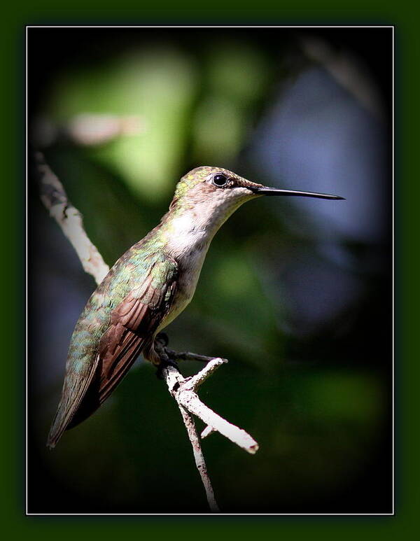 Hummingbird Poster featuring the photograph Ruby-throated Hummingbird - Just Beautiful by Travis Truelove