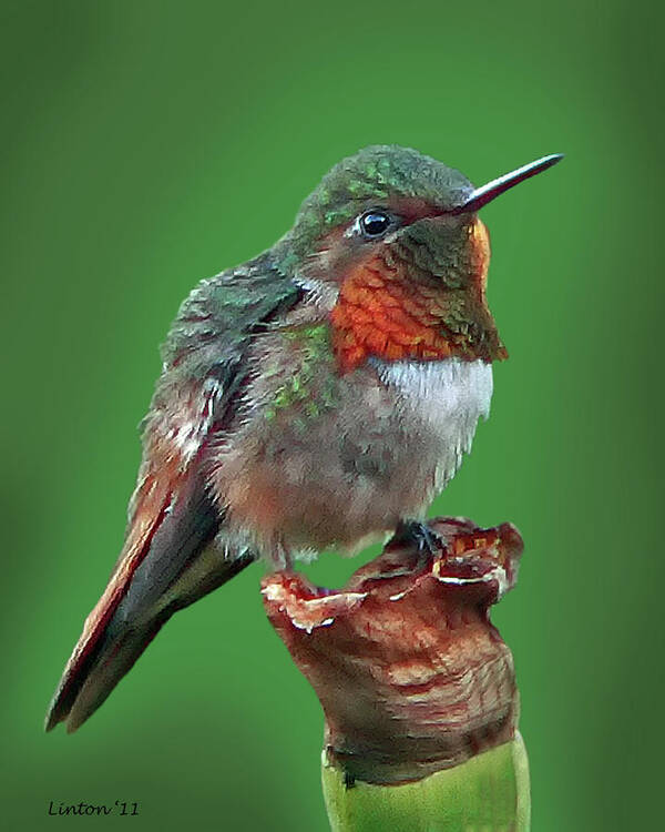 Ruby-throated Hummingbird Poster featuring the photograph Ruby-throated Hummingbird by Larry Linton