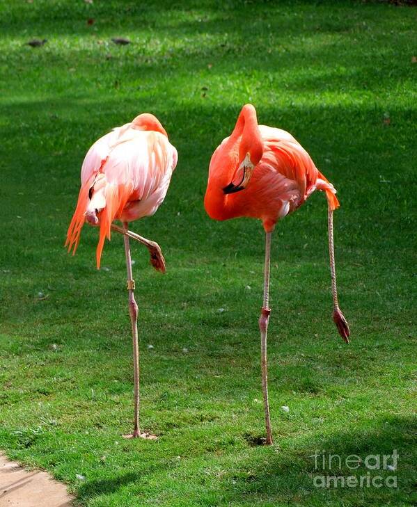 Flamingo Poster featuring the photograph Sleepwalkers by Mary Deal