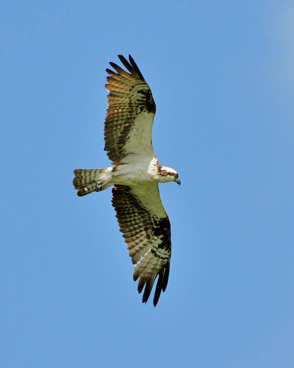 Osprey Poster featuring the photograph Soaring Above by Bill Dodsworth