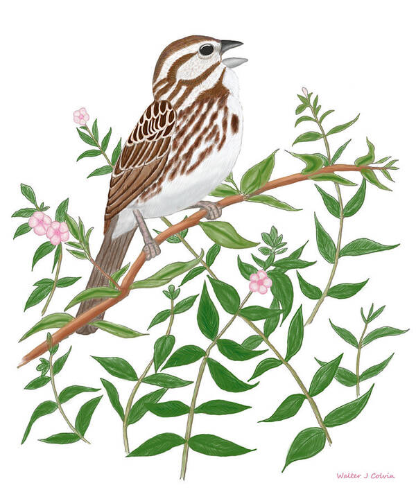 Song Sparrow Poster featuring the digital art Song Sparrow by Walter Colvin