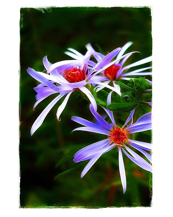 Aster Poster featuring the photograph Stars of Spring by Judi Bagwell