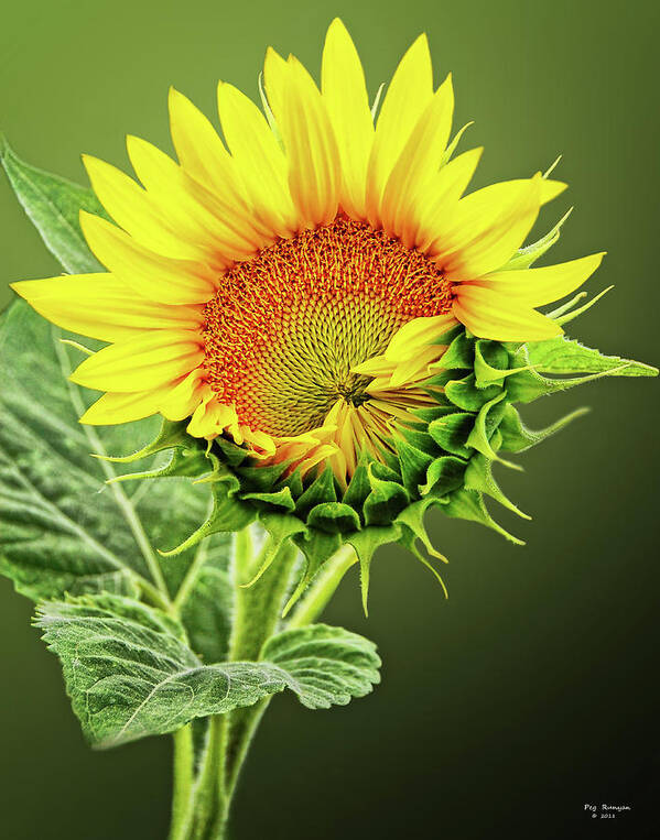 Sunflower Poster featuring the photograph Sunbathing Sunflower by Peg Runyan