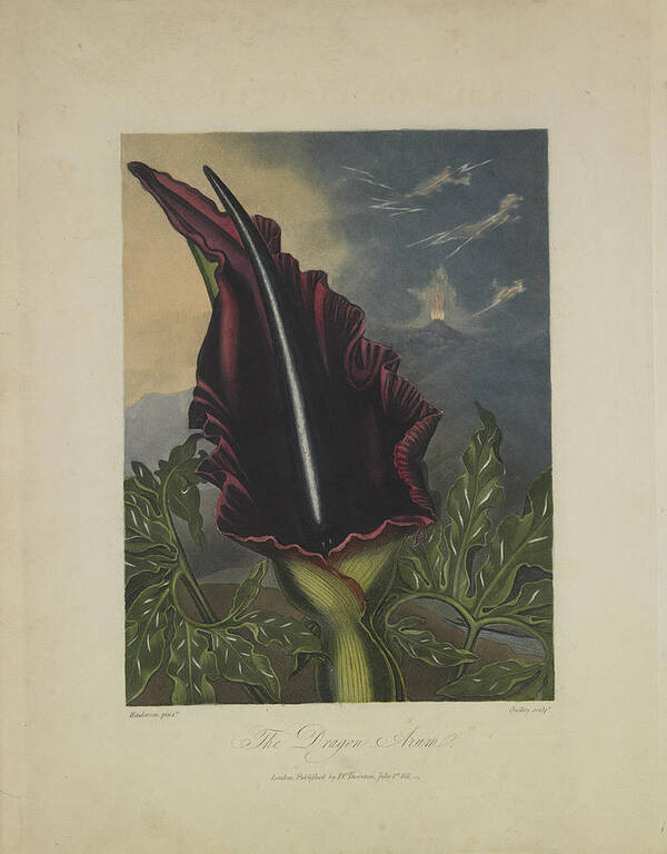 Thornton Poster featuring the drawing The Dragon Arum by Robert John Thornton