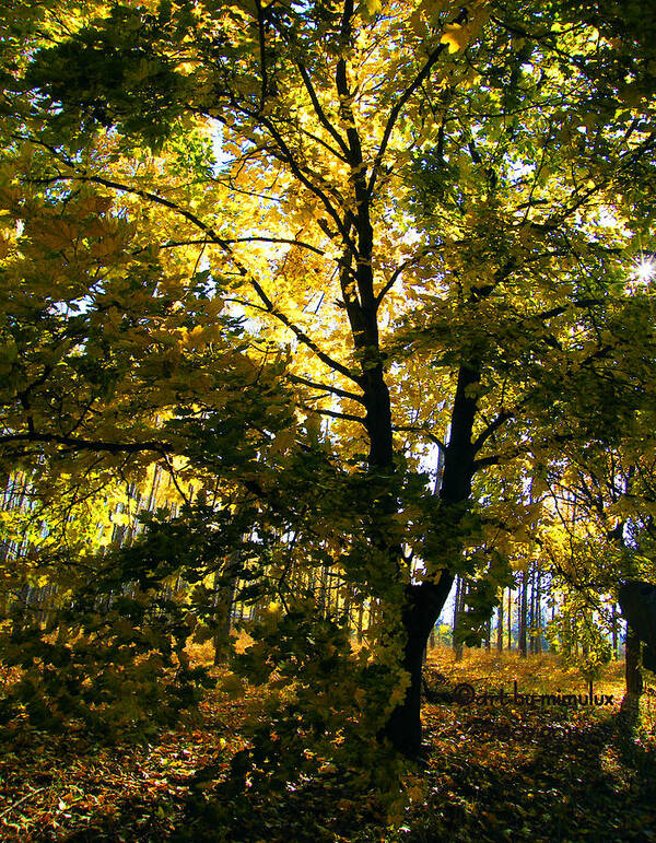 Tree Poster featuring the photograph The Luminous Tree by Mimulux Patricia No