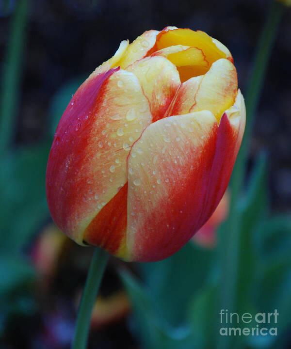 Tulip Poster featuring the photograph Tulip in Rain by Grace Grogan