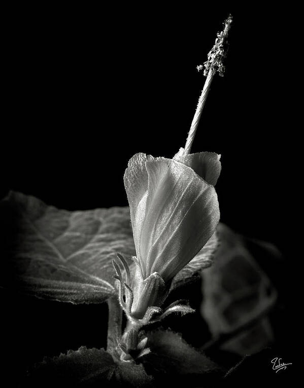 Flower Poster featuring the photograph Turk's Cap in Black and White by Endre Balogh