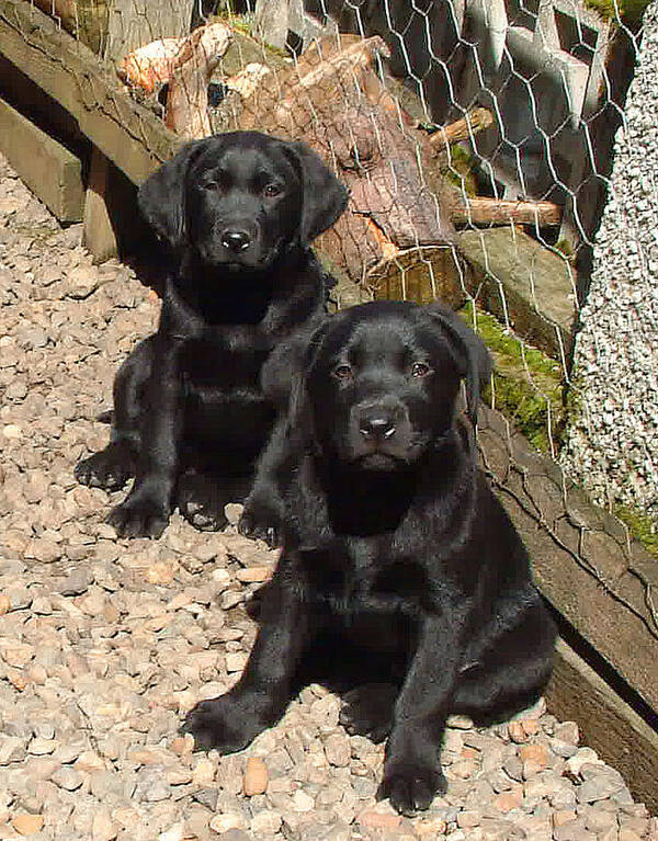 Dog Poster featuring the photograph Twin Black Labrador Puppies by Richard James Digance