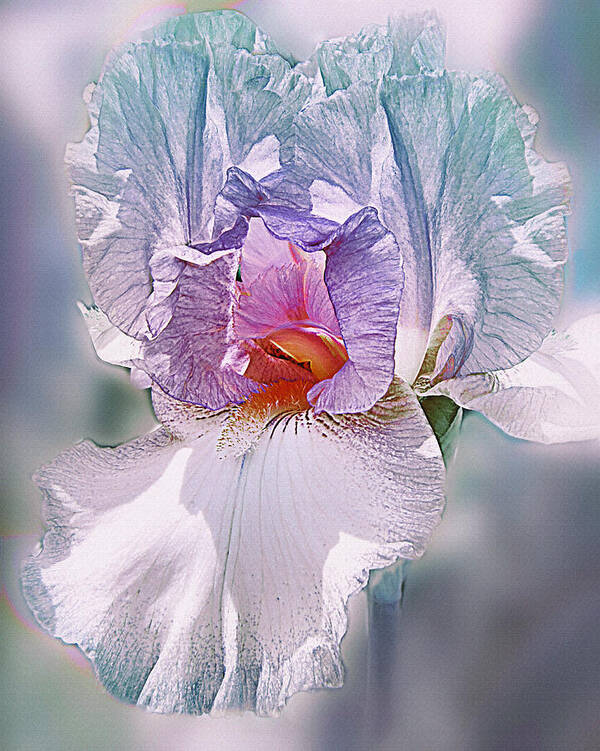 Bearded Iris Poster featuring the digital art Warm Hearted by Mary Almond