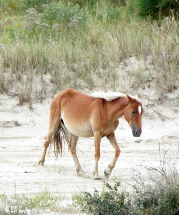 Wild Poster featuring the photograph Wild Spanish Mustang Of The Outer Banks Nc by Kim Galluzzo
