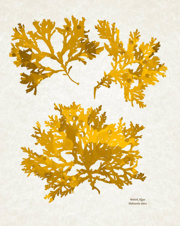 Seaweed Poster featuring the mixed media Gold Seaweed Art Delesseria Alata by Christina Rollo
