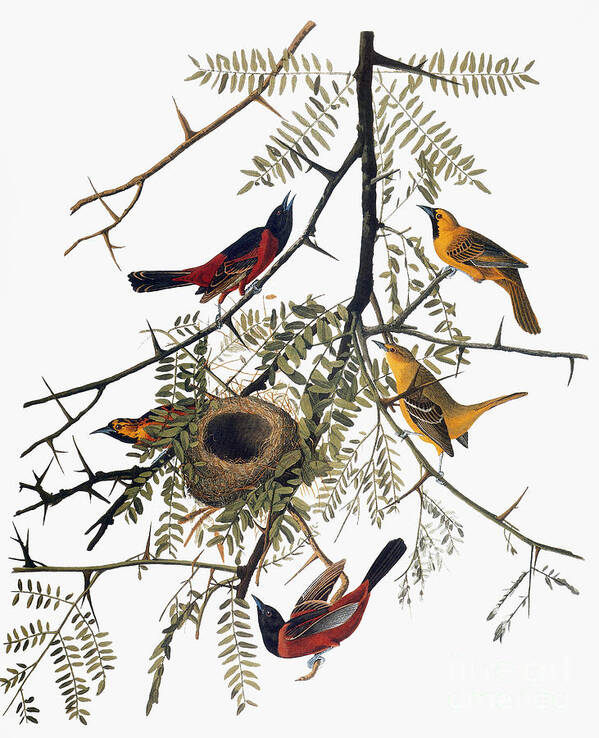 1838 Poster featuring the photograph Audubon: Oriole #1 by Granger