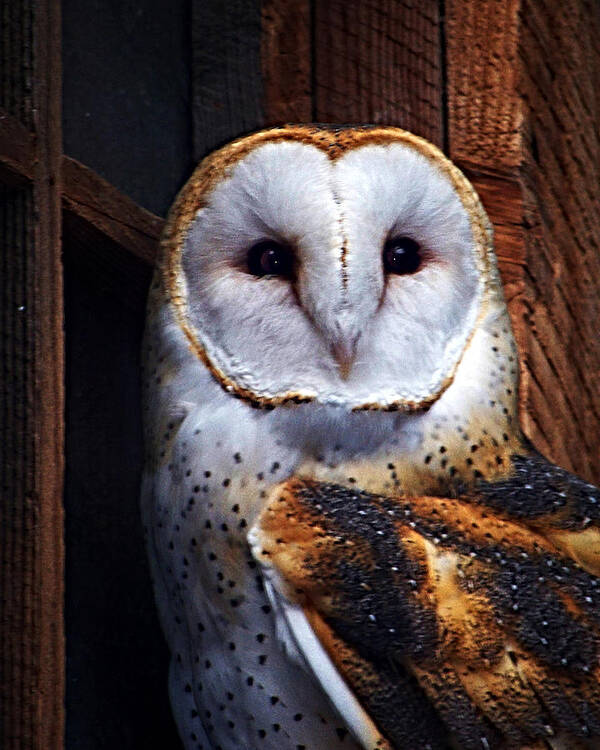 Digital Painting Poster featuring the photograph Barn Owl by Anthony Jones