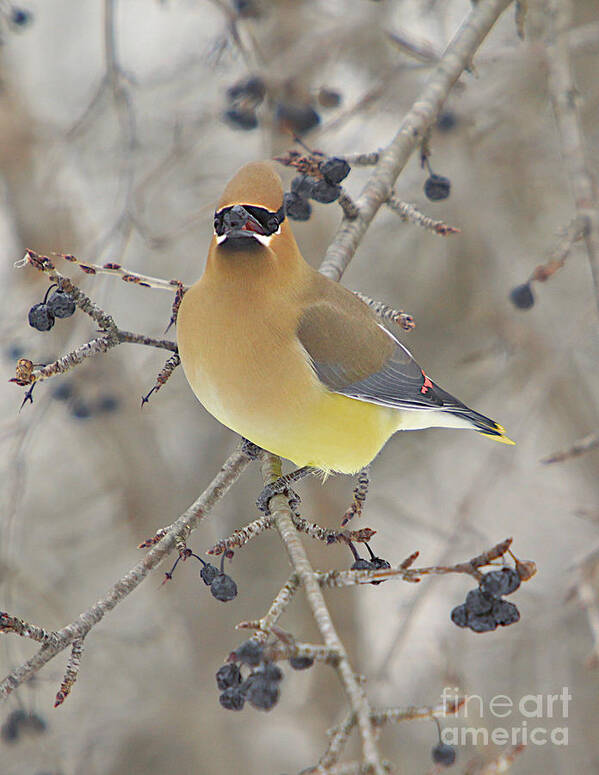 Cedar Wax Wing Poster featuring the photograph Cedar Wax Wing #1 by Robert Pearson