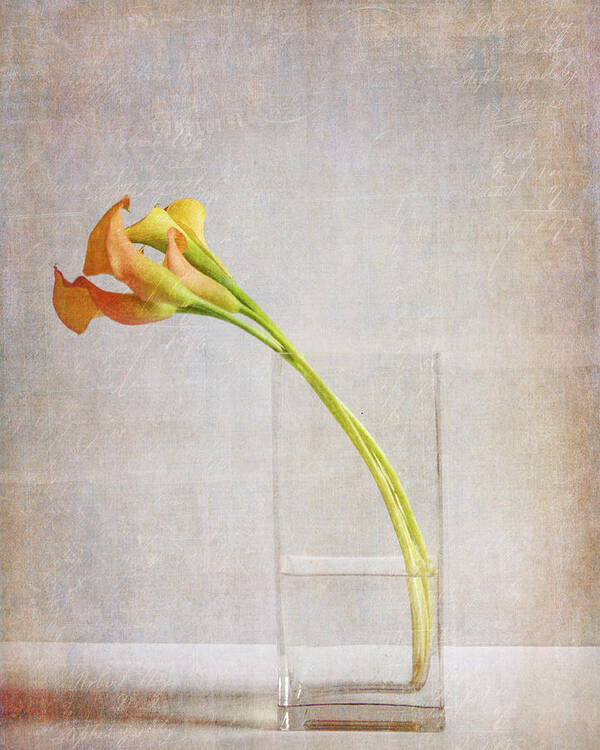 Flowers Poster featuring the photograph Graceful #2 by Rebecca Cozart