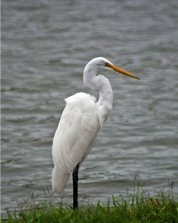 Great Egret Poster featuring the photograph Great Egret #1 by Bill Barber