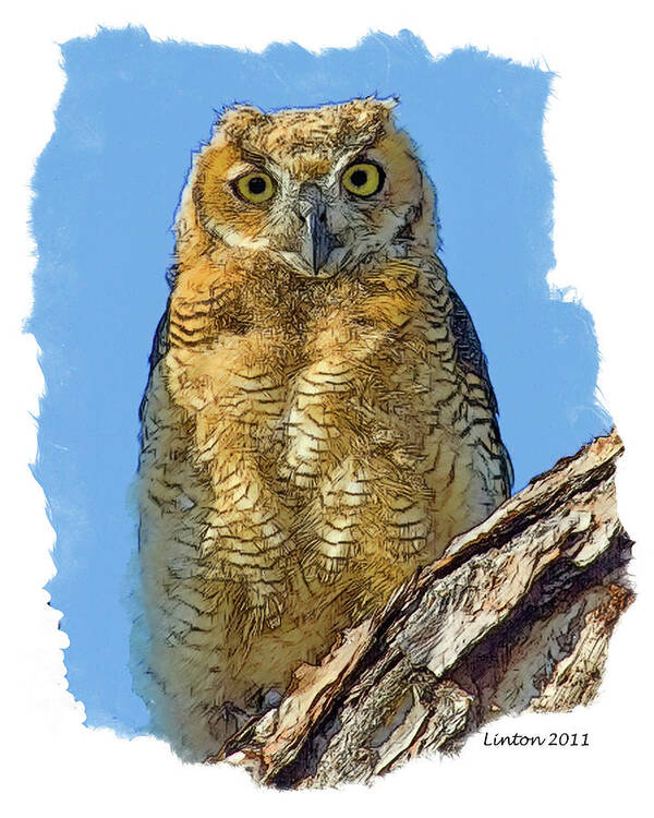 Great Horned Owl Poster featuring the digital art Great Horned Owl Fledgling #1 by Larry Linton