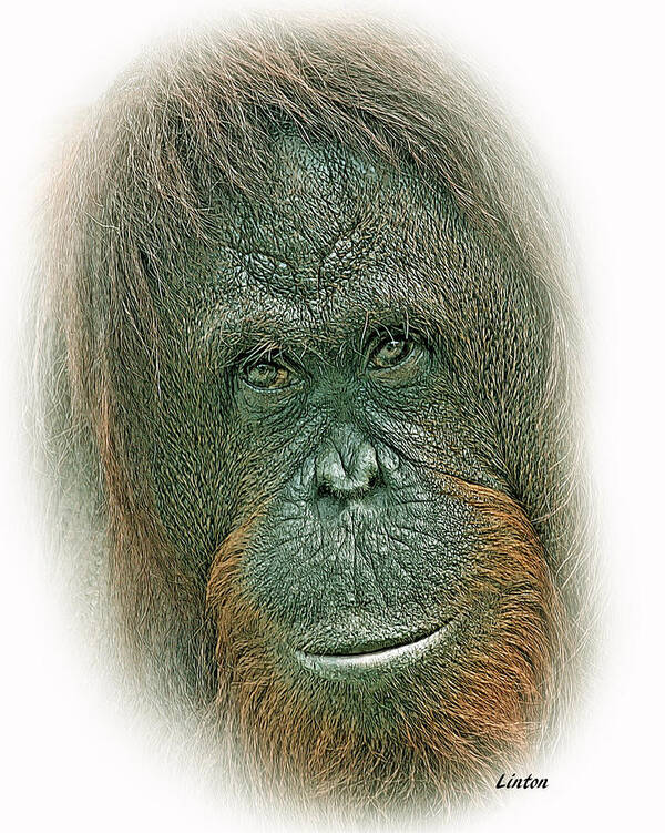 Orangutan Poster featuring the digital art Lady Of The Forest #1 by Larry Linton
