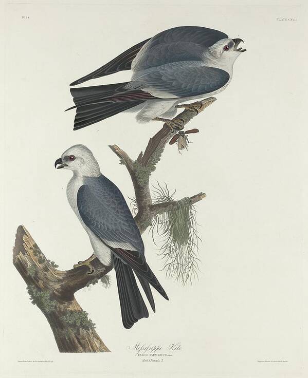 Audubon Poster featuring the drawing Mississippi Kite #1 by Dreyer Wildlife Print Collections 