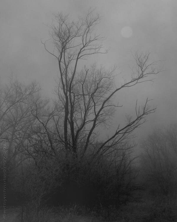 Tree Poster featuring the photograph Nebelbild 13 - Fog Image 13 #1 by Mimulux Patricia No