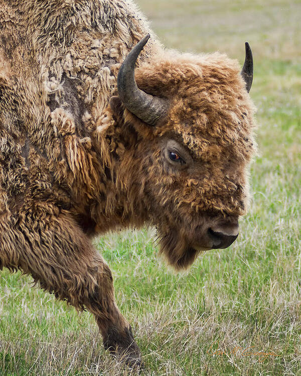 Bison Poster featuring the photograph The Beast #1 by Dan McGeorge