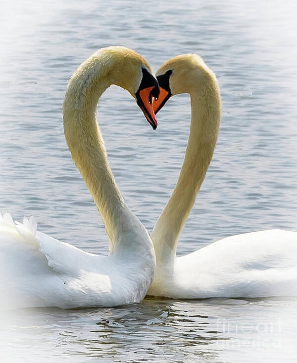 Wildlife Poster featuring the photograph Two swans and a heart #1 by Colin Rayner