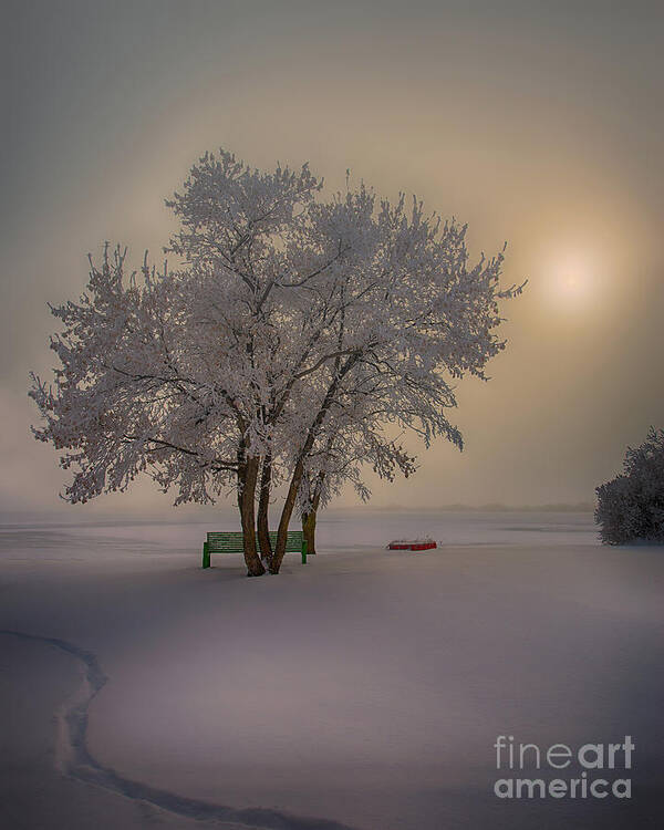 8x10 Poster featuring the photograph Winter Beauty #1 by Ian McGregor