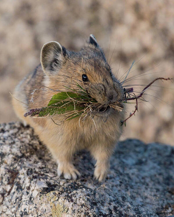 Pika Poster featuring the photograph Winter Preparations #1 by Jody Partin