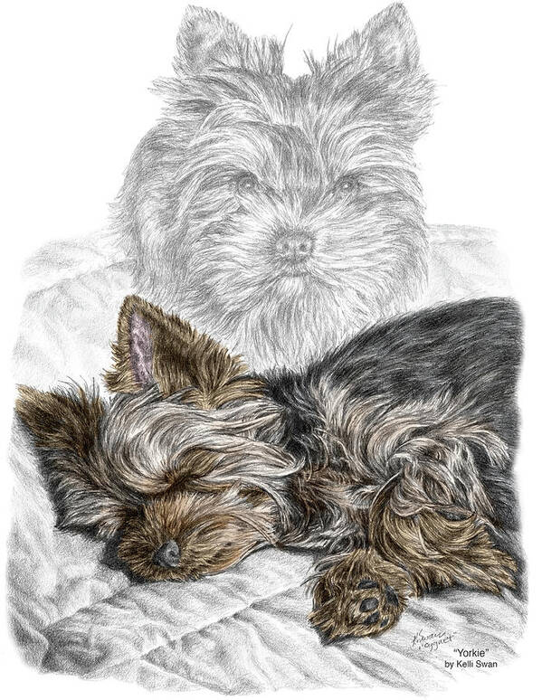 Yorkie Poster featuring the drawing Yorkie - Yorkshire Terrier Dog Print by Kelli Swan