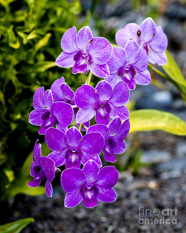 Orchids Kauai Poster featuring the photograph Orchids Kauai #15 by Yefim Bam