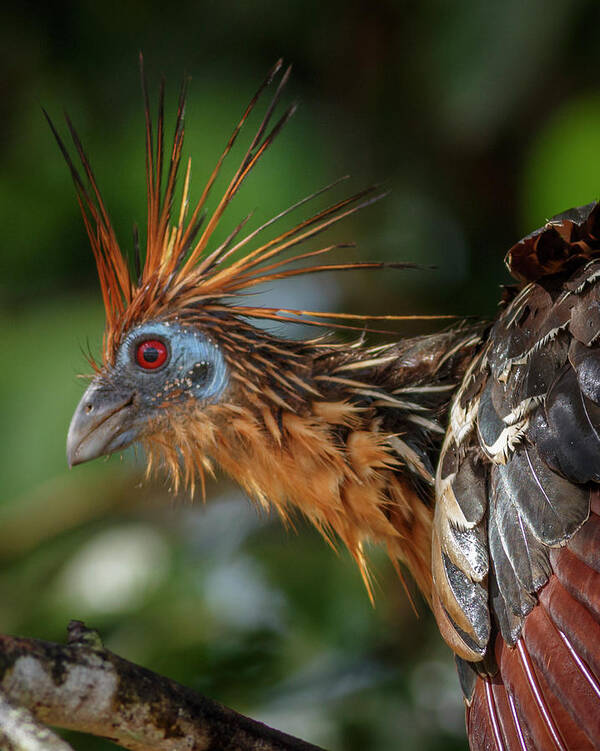 Colombia Poster featuring the photograph Hoatzin La Macarena Colombia by Adam Rainoff