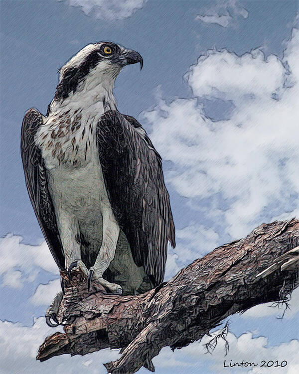 Osprey Poster featuring the digital art Osprey #2 by Larry Linton