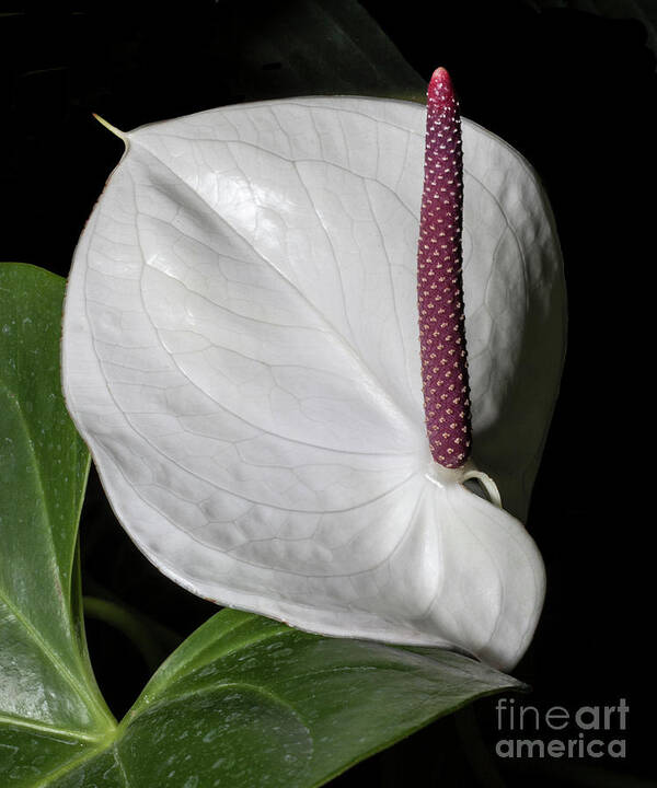 Anthurium Poster featuring the photograph Puritan #2 by Doug Norkum