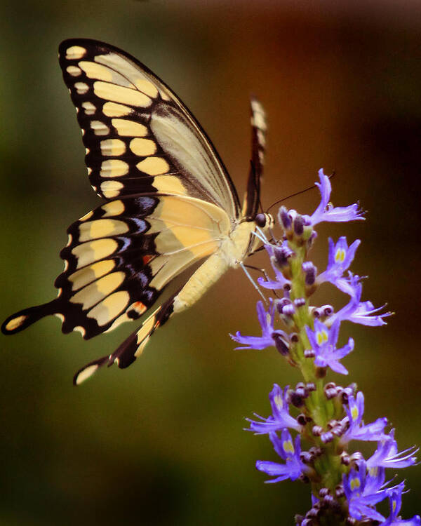 Butterfly Poster featuring the photograph Yellow Swallowtail #2 by Joseph G Holland