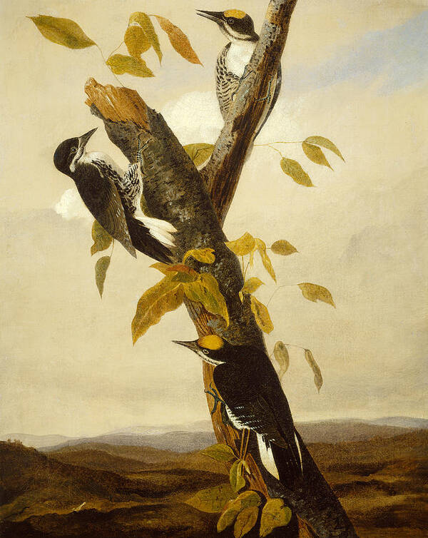Woodpeckers Poster featuring the painting Woodpeckers by John James Audubon