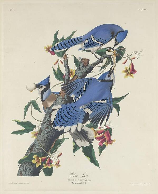 Audubon Poster featuring the drawing Blue Jay #4 by Dreyer Wildlife Print Collections 