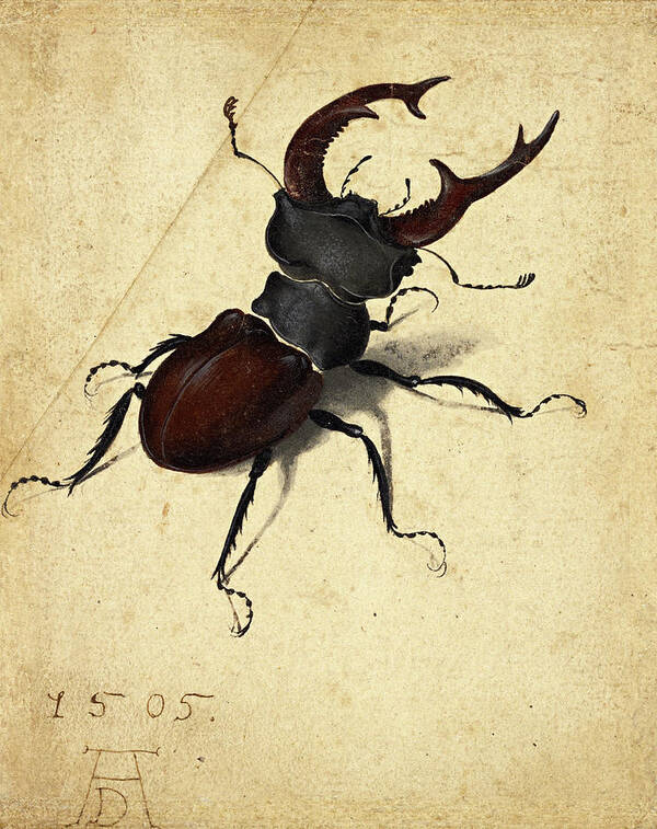 Stag Beetle Poster featuring the painting Stag Beetle #4 by Albrecht Durer