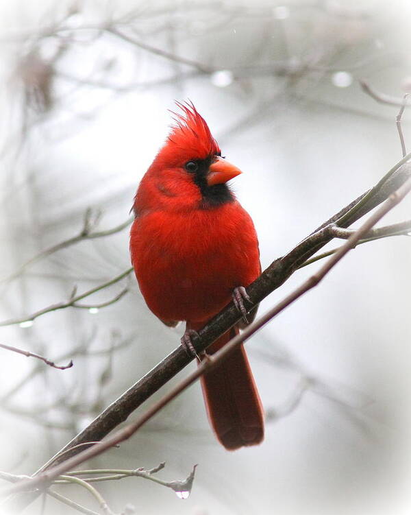 Northern Cardinal Poster featuring the photograph 4772-001 - Northern Cardinal by Travis Truelove